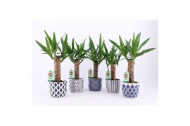 Yucca 25cm Enkel Stam, 3+ Kop - Delft-Blue Keramiek