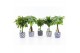 Kamerplanten mix Stammenmix in Delft Blue keramiek 