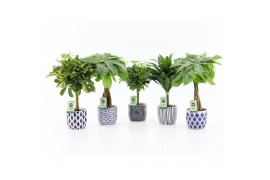 Kamerplanten mix Stammenmix in Delft Blue keramiek