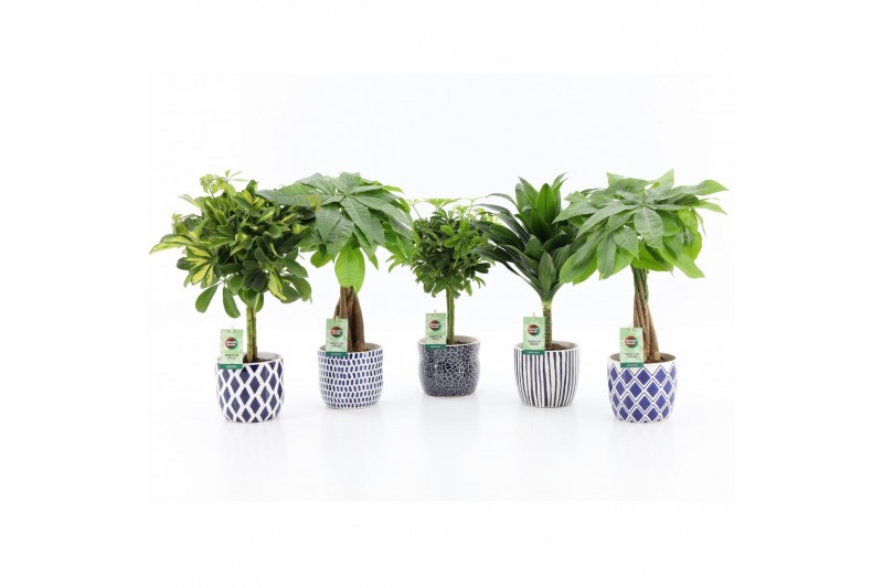 Kamerplanten mix Stammenmix in Delft Blue keramiek 