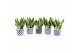 Sansevieria trifasciata futura superba in delft blue keramiek 