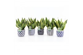 Sansevieria trifasciata futura superba in delft blue keramiek