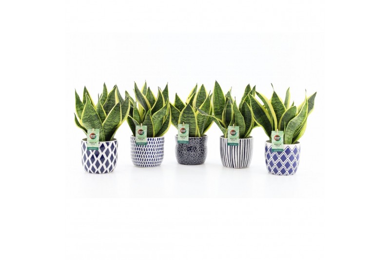 Sansevieria trifasciata futura superba in delft blue keramiek Sansevieria trifasciata futura superba in delft blue keramiek