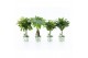 Kamerplanten mix Stammenmix 12cm in Potcover Bamboo 1 pp 