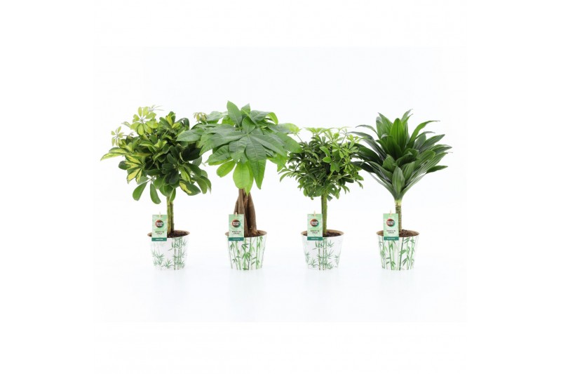 Kamerplanten mix Stammenmix 12cm in Potcover Bamboo 1 pp Kamerplanten mix Stammenmix 12cm in Potcover Bamboo 1 pp