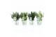 Sansevieria Sansevieria Mix in Potcover Bamboo 3 pp 