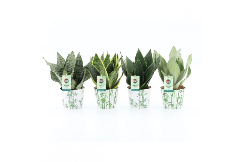 Sansevieria Sansevieria Mix in Potcover Bamboo 3 pp Sansevieria Sansevieria Mix in Potcover Bamboo 3 pp