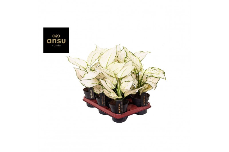 Aglaonema white joy 