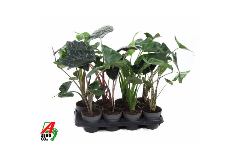 Alocasia mix 14cm Mix 