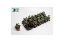 Haworthia fasciata big band Haworthia Big Band