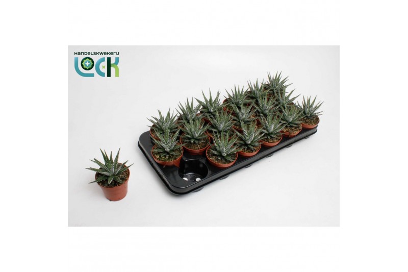 Haworthia fasciata big band Haworthia Big Band 