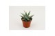 Haworthia fasciata big band Haworthia Big Band 