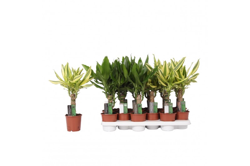 Dracaena mix 2 Dracaena 2 color mix, 11 cm pot 1 pp 