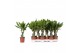 Dracaena mix 2 Dracaena 2 color mix, 11 cm pot 1 pp 