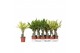 Dracaena mix 2 Dracaena 2 color mix, 11 cm pot 1 pp 