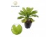 Brighamia insignis hawaii palm 