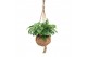 Monstera obliqua monkey mask Kokodama XXL Monstera Monkey Mask 1 pp 