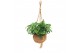 Monstera obliqua monkey mask Kokodama XXL Monstera Monkey Mask 1 pp 