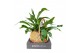 Monstera obliqua monkey mask Kokodama XXL Monstera Monkey Mask 1 pp 