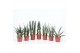 Sansevieria cylindrica 4-5 soorten 