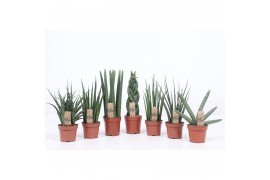 Sansevieria cylindrica 4-5 soorten