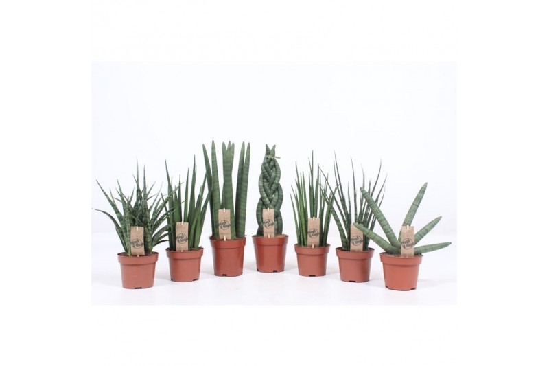 Sansevieria cylindrica 4-5 soorten 