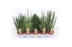 Sansevieria cylindrica 4-5 soorten 