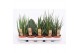 Sansevieria cylindrica 4-5 soorten 