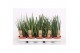 Sansevieria cylindrica 4-5 soorten 
