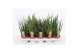 Sansevieria cylindrica 4-5 soorten 