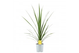 Cordyline peko