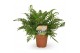 Polystichum tsussimense 