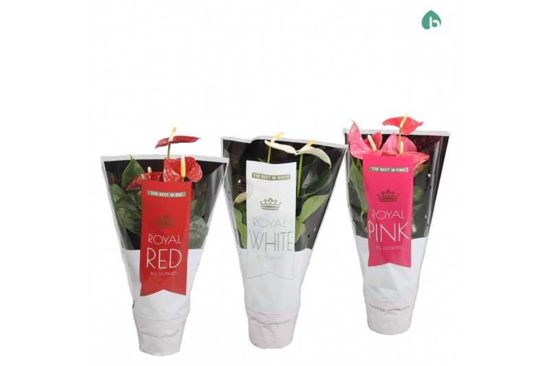 Anthurium andr. mix royal 