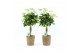 Schefflera arboricola gold capella in seagrass 