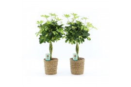 Schefflera arboricola gold capella in seagrass