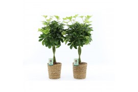 Schefflera arboricola nora in seagrass
