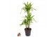 Dracaena fragr. der. lemon lime 60-30-15 