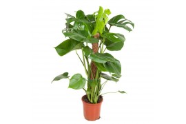 Monstera deliciosa mosstok