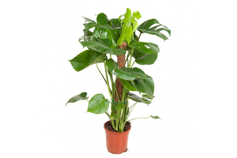 Monstera deliciosa mosstok 