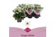 Kalanchoe asteria white favorita wit 