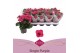 Kalanchoe thalia favorita paars, stadium 1 