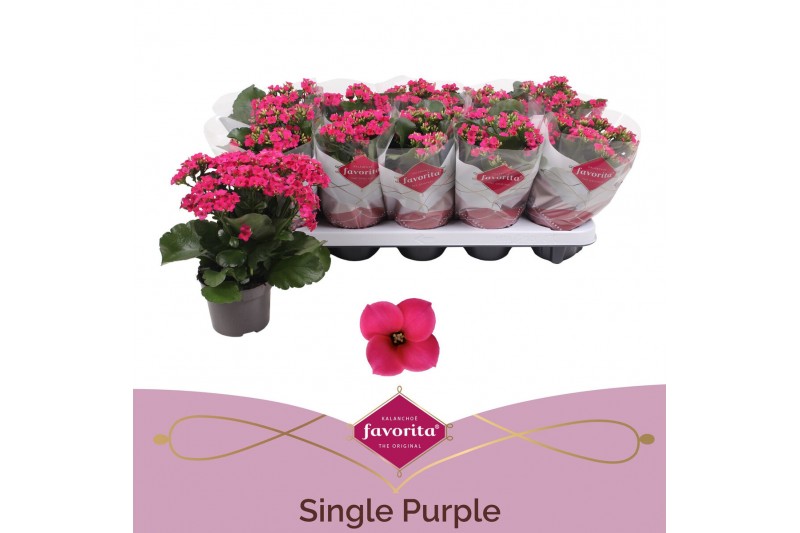Kalanchoe thalia favorita paars, stadium 1 