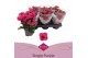 Kalanchoe thalia favorita paars, stadium 1 