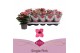 Kalanchoe bella rosa pink 