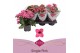 Kalanchoe bella rosa pink 
