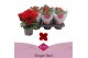 Kalanchoe lipstick favorita rood, stadium 1 