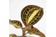 Macodes petola jewel orchid karma sunstone, anoectochilus 