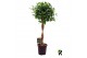 Ficus microcarpa moclame gevlochten stam 