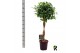 Ficus microcarpa moclame gevlochten stam 