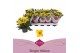 Kalanchoe solana yellow favorita stadium 1 